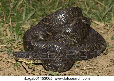 Stock Photography - "Madagascar Tree Boa or Boa manditra (Sanzinia madagascariensis), endemic, Madagascar, Africa". Fotosearch
