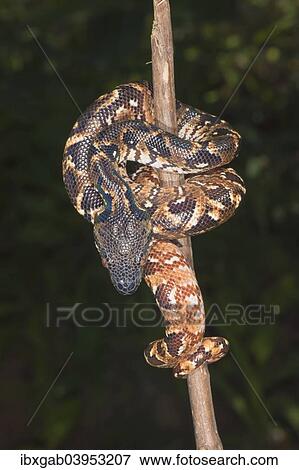 "Madagascar Tree Boa (Sanzinia madagascariensis), Madagascar, Africa" View Large Photo Image Stock Photo - "Madagascar Tree Boa (Sanzinia madagascariensis), Madagascar, Africa". Fotosearch
