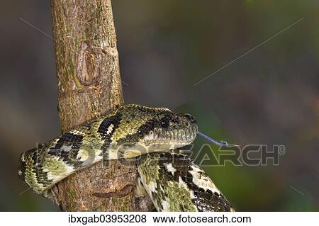 "Madagascar Tree Boa (Sanzinia madagascariensis), Madagascar, Africa" View Large Photo Image Stock Photo - "Madagascar Tree Boa (Sanzinia madagascariensis), Madagascar, Africa". Fotosearch