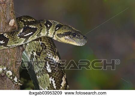 Stock Photo - "Madagascar Tree Boa (Sanzinia madagascariensis), Madagascar, Africa". Fotosearch