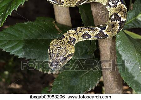 "Madagascar Tree Boa (Sanzinia madagascariensis), Madagascar, Africa" View Large Photo Image Stock Photograph - "Madagascar Tree Boa (Sanzinia madagascariensis), Madagascar, Africa". Fotosearch