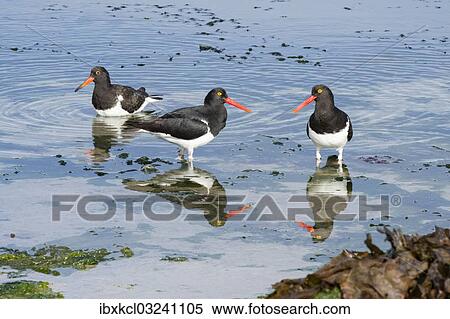 "Magellanic Oystercatcher (Haematopus leucopodus), pair with juvenile, Westpoint Island, Falkland Islands, United Kingdom, South America" View Large Photo Image Stock Photography - "Magellanic Oystercatcher (Haematopus leucopodus), pair with juvenile, Westpoint Island, Falkland Islands, United Kingdom, South America". Fotosearch