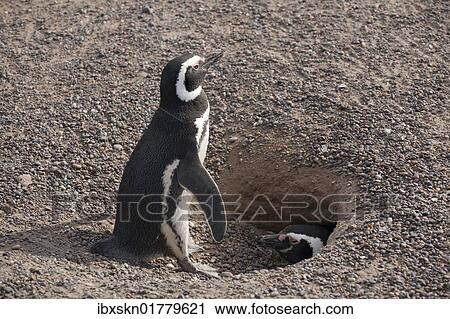 "Magellanic Penguin (Spheniscus magellanicus), pair at nest, Punta Tombo, Argentina, South America" View Large Photo Image Stock Image - "Magellanic Penguin (Spheniscus magellanicus), pair at nest, Punta Tombo, Argentina, South America". Fotosearch