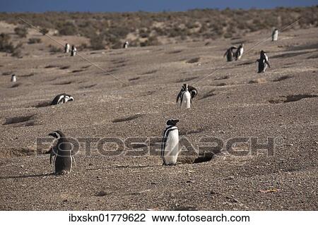 Stock Image - "Magellanic Penguin (Spheniscus magellanicus), colony, Punta Tombo, Argentina, South America". Fotosearch