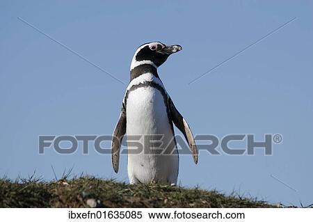 "Magellanic Penguin (Spheniscus magellanicus), La Isla Magdalena, Patagonia, Chile, South America" View Large Photo Image Stock Photography - "Magellanic Penguin (Spheniscus magellanicus), La Isla Magdalena, Patagonia, Chile, South America". Fotosearch