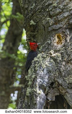 "Magellanic woodpecker (Campephilus magellanicus), male, Parque Nacional Los Glaciares, El Chalten, Santa Cruz, Argentina, South America" View Large Photo Image Stock Image - "Magellanic woodpecker (Campephilus magellanicus), male, Parque Nacional Los Glaciares, El Chalten, Santa Cruz, Argentina, South America". Fotosearch
