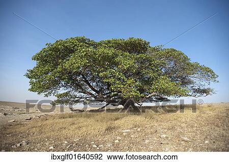 "Magic Tree, large Fig Tree (Ficus), Ngorongoro Conservation Area, Tanzania, Africa" View Large Photo Image Stock Image - "Magic Tree, large Fig Tree (Ficus), Ngorongoro Conservation Area, Tanzania, Africa". Fotosearch