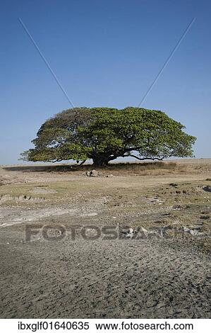 Stock Photography - "Magic Tree, large Fig Tree (Ficus), Ngorongoro Conservation Area, Tanzania, Africa". Fotosearch