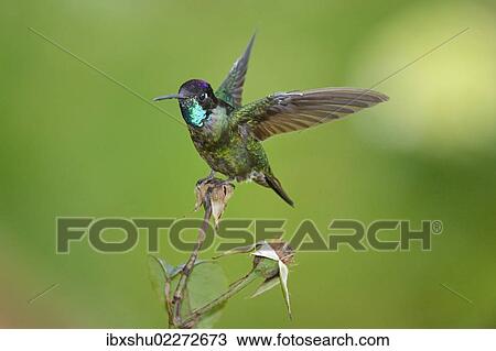 Stock Image - "Magnificent hummingbird (Eugene fulgens), San Gerardo de Dota, Costa Rica, Central America, North America". Fotosearch