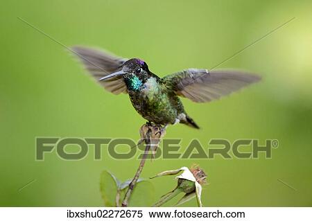 Stock Photography - "Magnificent hummingbird (Eugene fulgens), San Gerardo de Dota, Costa Rica, Central America, North America". Fotosearch