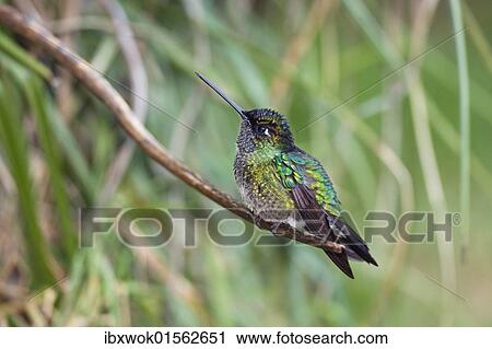 "Magnificent Hummingbird (Eugenes fulgens), male sitting on twig, Cerro de la Muerte, Costa Rica, Central America, North America" View Large Photo Image Stock Image - "Magnificent Hummingbird (Eugenes fulgens), male sitting on twig, Cerro de la Muerte, Costa Rica, Central America, North America". Fotosearch