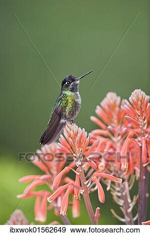 "Magnificent Hummingbird (Eugenes fulgens), male sitting on red flower, Cerro de la Muerte, Costa Rica, Central America, North America" View Large Photo Image Stock Photo - "Magnificent Hummingbird (Eugenes fulgens), male sitting on red flower, Cerro de la Muerte, Costa Rica, Central America, North America". Fotosearch
