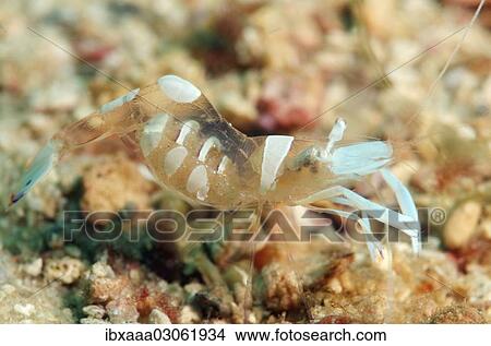 Picture - "Magnificent shrimp (Periclimenes magnificus), South China Sea, Redang, Malaysia, Asia". Fotosearch