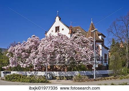 Stock Photography - "Magnolia blossom, Bad Bergzabern, Deutsche Weinstrasse, German Wine Road, Pfalz, Rhineland-Palatinate, Germany, Europe". Fotosearch