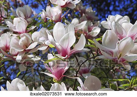 "Magnolia blossoms, Magnolia (Magnolia), Planten un Blomen, Hamburg, Germany, Europe" View Large Photo Image Stock Image - "Magnolia blossoms, Magnolia (Magnolia), Planten un Blomen, Hamburg, Germany, Europe". Fotosearch