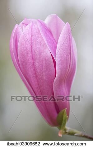 "Magnolia (Magnolia), flower, Bavaria, Germany, Europe" View Large Photo Image Stock Image - "Magnolia (Magnolia), flower, Bavaria, Germany, Europe". Fotosearch