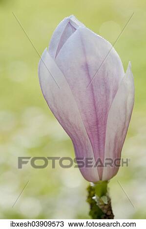 "Magnolia (Magnolia), flower, Bavaria, Germany, Europe" View Large Photo Image Stock Image - "Magnolia (Magnolia), flower, Bavaria, Germany, Europe". Fotosearch