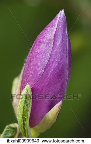 "Magnolia (Magnolia), flower, Bavaria, Germany, Europe" View Large Photo Image Stock Photo - "Magnolia (Magnolia), flower, Bavaria, Germany, Europe". Fotosearch