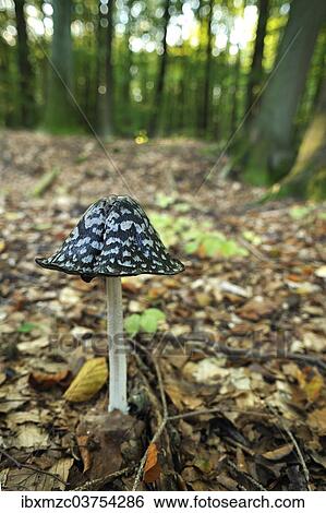 "Magpie Inkcap or Magpie Fungus (Coprinus picaceus) growing in a beech forest, Mecklenburg-Western Pomerania, Germany, Europe" View Large Photo Image Stock Photograph - "Magpie Inkcap or Magpie Fungus (Coprinus picaceus) growing in a beech forest, Mecklenburg-Western Pomerania, Germany, Europe". Fotosearch