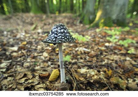 "Magpie Inkcap or Magpie Fungus (Coprinus picaceus) growing in a beech forest, Mecklenburg-Western Pomerania, Germany, Europe" View Large Photo Image Stock Photography - "Magpie Inkcap or Magpie Fungus (Coprinus picaceus) growing in a beech forest, Mecklenburg-Western Pomerania, Germany, Europe". Fotosearch