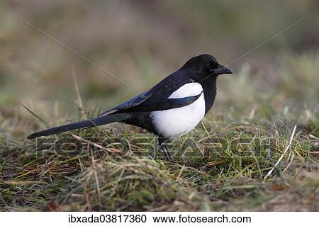 "Magpie (Pica pica) in grass, North Rhine-Westphalia, Germany, Europe" View Large Photo Image Stock Image - "Magpie (Pica pica) in grass, North Rhine-Westphalia, Germany, Europe". Fotosearch