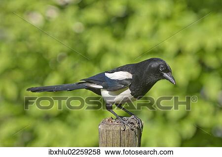"Magpie (Pica pica), keeping lookout on a pole in a meadow, Untergroeningen, Baden-Wuerttemberg, Germany, Europe" View Large Photo Image Stock Photo - "Magpie (Pica pica), keeping lookout on a pole in a meadow, Untergroeningen, Baden-Wuerttemberg, Germany, Europe". Fotosearch