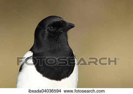 "Magpie (Pica pica), North Rhine-Westphalia, Germany, Europe" View Large Photo Image Picture - "Magpie (Pica pica), North Rhine-Westphalia, Germany, Europe". Fotosearch