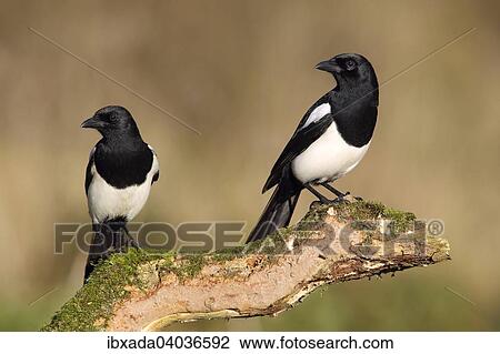 "Magpie (Pica pica), pair sitting on tree stump, North Rhine-Westphalia, Germany, Europe" View Large Photo Image Stock Image - "Magpie (Pica pica), pair sitting on tree stump, North Rhine-Westphalia, Germany, Europe". Fotosearch