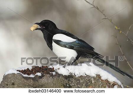 Stock Image - "Magpie (Pica pica) perched in the feeding area, Bavaria, Germany, Europe". Fotosearch