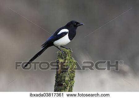 Stock Image - "Magpie (Pica pica) sitting on mossy tree stump, North Rhine-Westphalia, Germany, Europe". Fotosearch