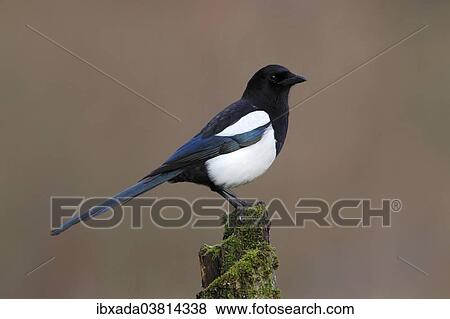 "Magpie (Pica pica) sitting on mossy tree stump, North Rhine-Westphalia, Germany, Europe" View Large Photo Image Stock Photo - "Magpie (Pica pica) sitting on mossy tree stump, North Rhine-Westphalia, Germany, Europe". Fotosearch