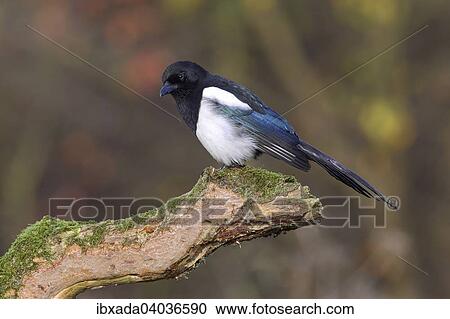 "Magpie (Pica pica) sitting on tree stump, North Rhine-Westphalia, Germany, Europe" View Large Photo Image Stock Image - "Magpie (Pica pica) sitting on tree stump, North Rhine-Westphalia, Germany, Europe". Fotosearch