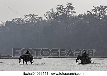 Stock Image - "Mahouts crossing the East Rapti River with their elephants at Sauraha, near the Chitwan National Park, Nepal, Asia". Fotosearch