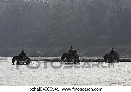 Stock Photography - "Mahouts crossing the East Rapti River with their elephants at Sauraha, near the Chitwan National Park, Nepal, Asia". Fotosearch