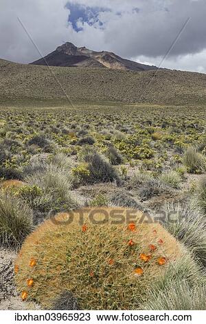 "Maihueniopsis cactus (Maihueniopsis colorea), flowering, Arica y Parinacota Region, Chile, South America" View Large Photo Image Stock Image - "Maihueniopsis cactus (Maihueniopsis colorea), flowering, Arica y Parinacota Region, Chile, South America". Fotosearch