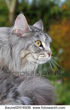 "Maine Coon, American Longhair, cat sitting in a garden" View Large Photo Image Stock Photo - "Maine Coon, American Longhair, cat sitting in a garden". Fotosearch