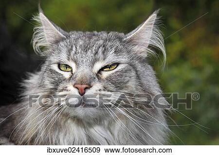 "Maine Coon, American Longhair, cat sitting in a garden, portrait" View Large Photo Image Stock Photo - "Maine Coon, American Longhair, cat sitting in a garden, portrait". Fotosearch