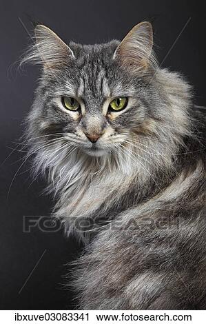 "Maine Coon cat, Germany, Europe" View Large Photo Image Stock Image - "Maine Coon cat, Germany, Europe". Fotosearch