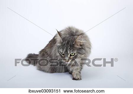 Stock Image - "Maine Coon cat, Germany, Europe". Fotosearch