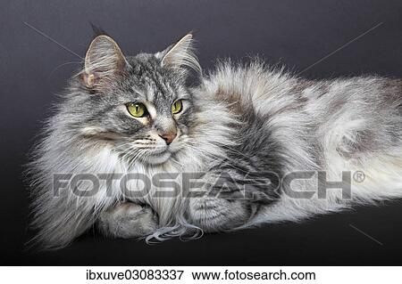 "Maine Coon cat, Germany, Europe" View Large Photo Image Stock Photo - "Maine Coon cat, Germany, Europe". Fotosearch