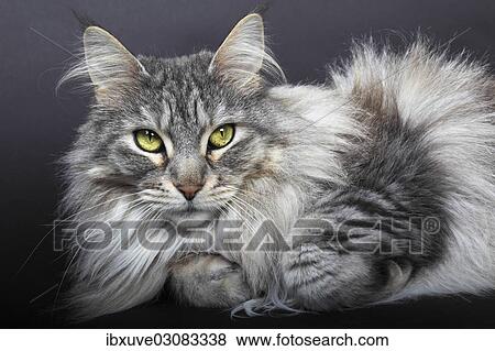 "Maine Coon cat, Germany, Europe" View Large Photo Image Stock Photo - "Maine Coon cat, Germany, Europe". Fotosearch