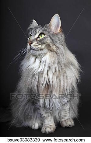 "Maine Coon cat, Germany, Europe" View Large Photo Image Stock Photo - "Maine Coon cat, Germany, Europe". Fotosearch