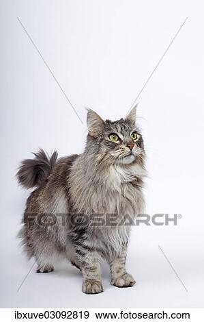 "Maine Coon cat, Germany, Europe" View Large Photo Image Stock Photo - "Maine Coon cat, Germany, Europe". Fotosearch