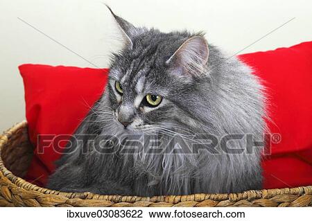 "Maine Coon cat in a basket with a red cushion, Germany, Europe" View Large Photo Image Stock Image - "Maine Coon cat in a basket with a red cushion, Germany, Europe". Fotosearch