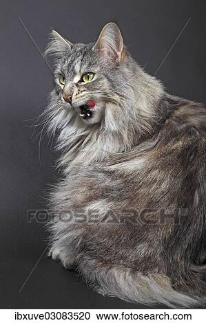 "Maine Coon cat licking its mouth, Germany, Europe" View Large Photo Image Stock Image - "Maine Coon cat licking its mouth, Germany, Europe". Fotosearch