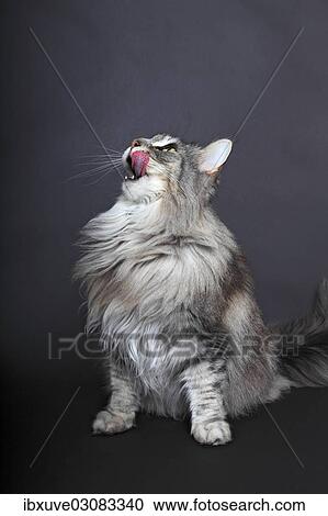 "Maine Coon cat looking up, licking its mouth, Germany, Europe" View Large Photo Image Stock Image - "Maine Coon cat looking up, licking its mouth, Germany, Europe". Fotosearch