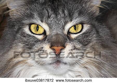 "Maine Coon cat, portrait" View Large Photo Image Stock Image - "Maine Coon cat, portrait". Fotosearch