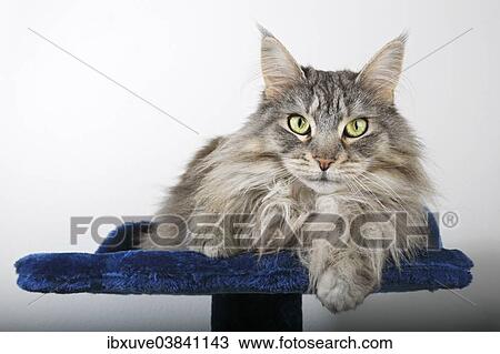 Maine Coon cat View Large Photo Image Stock Image - Maine Coon cat. Fotosearch