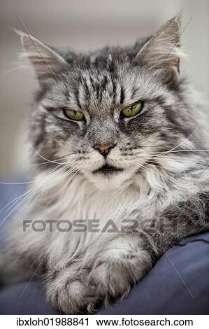 "Maine Coon, tomcat, lying on cushion, portrait" View Large Photo Image Stock Image - "Maine Coon, tomcat, lying on cushion, portrait". Fotosearch