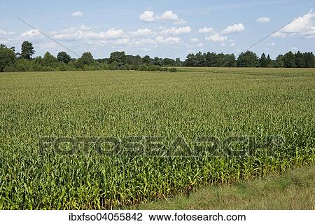 "Maize field, Maize or Corn (Zea mays), Lower Saxony, Germany, Europe" View Large Photo Image Stock Image - "Maize field, Maize or Corn (Zea mays), Lower Saxony, Germany, Europe". Fotosearch